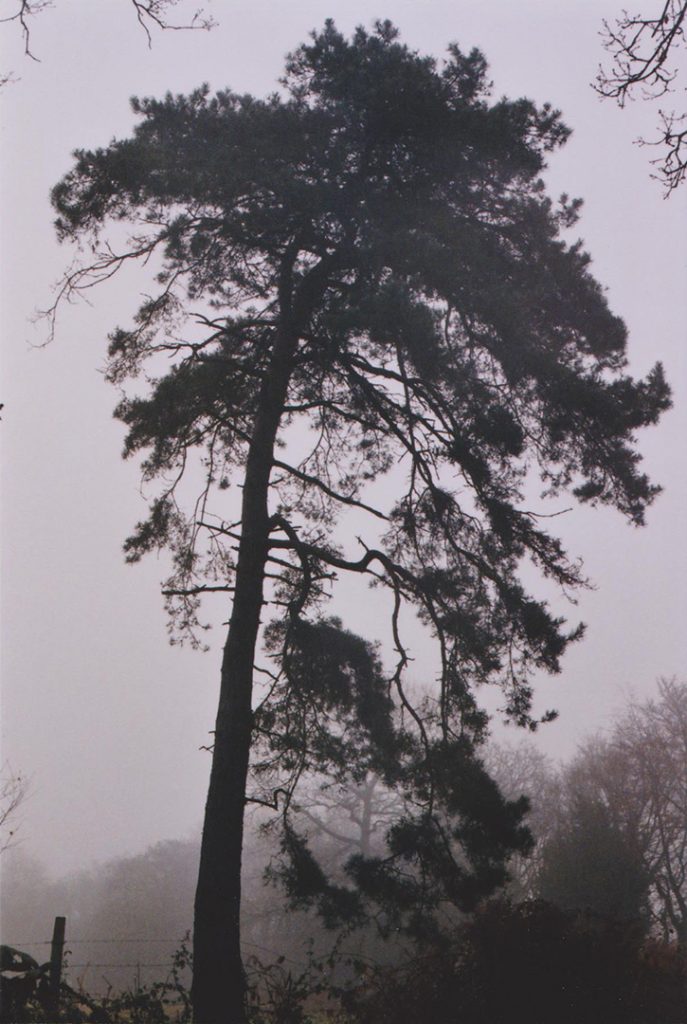 Photographie argentique, arbre dans la brume, campagne normande, décembre 2016, Normandie, France.