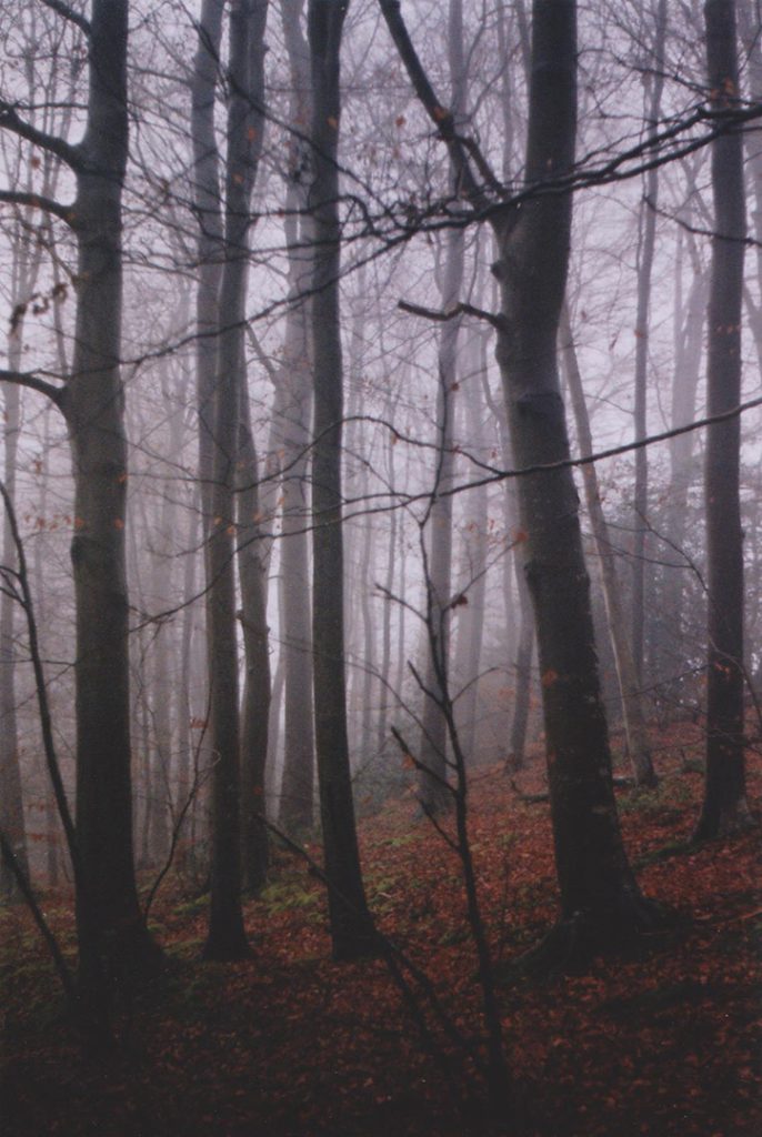 Photographie argentique, forêt dans la brume, décembre 2016, Normandie, France.