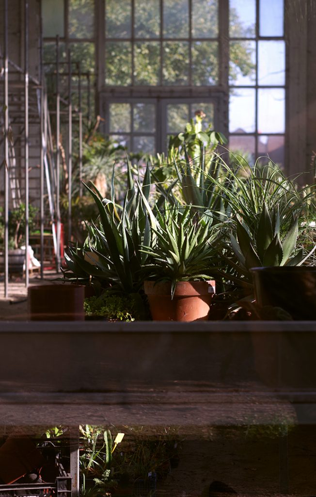 Photographie numérique, dans la serre, jardin des plantes, decembre 2018, Lille, France.